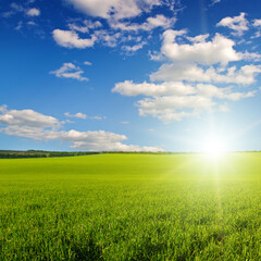 Obraz premium Green field of wheat and bright sunrise.