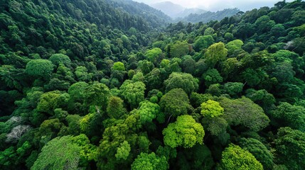 The dense treetops form a living carpet, a powerful reminder of nature’s richness and fragility.

