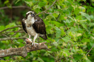An osprey with a fish perched on a tree branch