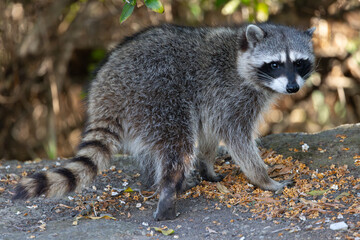 Northern raccoon, seen in the wild in North California