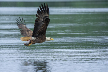An American bald eagle with a fresh caught fish
