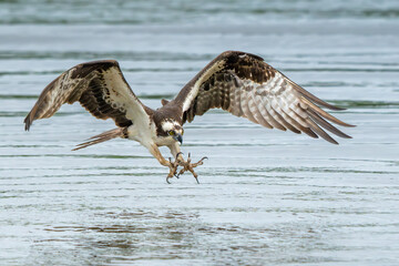 An osprey flying down to catch a fish in a river