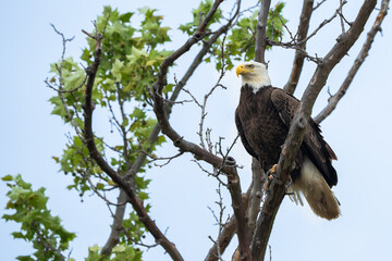 An American Bald eagle perched in a tree
