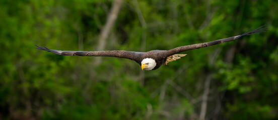An American bald eagle flying down to catch a fish