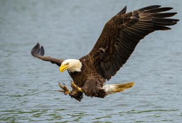An American bald eagle flying down to catch a fish in a river