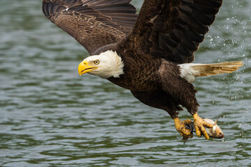 An American bald eagle with a fresh caught fish