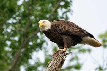 An American Bald Eagle perched in a tree