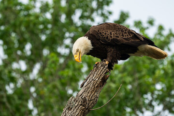 An American Bald Eagle perched in a tree