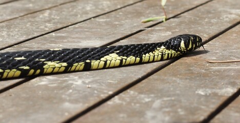 Caninana is a snake of the Colubridae family, characteristic of Central and South America,