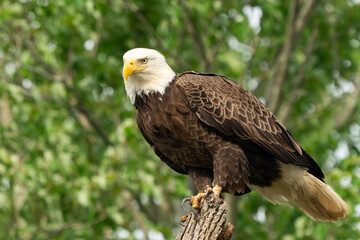 An American Bald Eagle perched in a tree