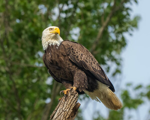 An American Bald Eagle perched in a tree