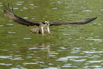 An osprey flying down to catch a fish in a river