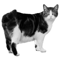Fat cat halftone isolated element