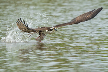 An osprey flying with a freshly caught fish