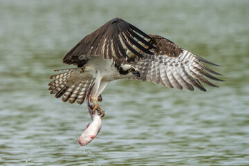 An osprey flying with a freshly caught fish