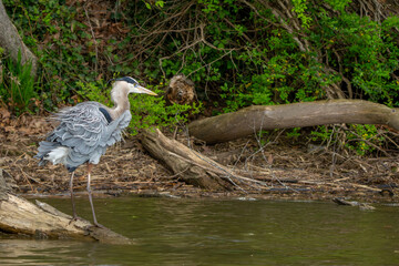 A great blue heron hunting for fish in a river