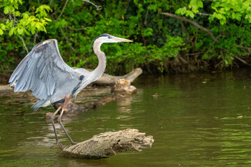 A great blue heron hunting for fish in a river