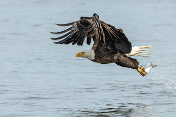 An American bald eagle with a fresh caught fish