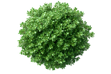 Aerial View of Lush Green Bush Top Down Shot of Foliage Perfect for Landscaping Design