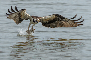 An osprey flying with a freshly caught fish