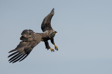 Juvenile American Bald eagle flying over a river