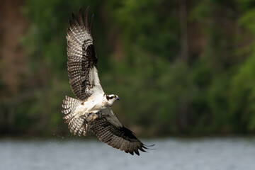 An osprey flying down to catch a fish