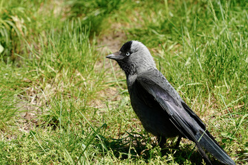 Close up portrait of a Western Jackdaw Corvus monedula an urban bird standing alert on lush green grass. Observing common city wildlife and avian fauna in their habitat