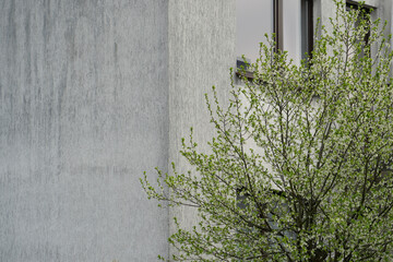 Vibrant green bush with fresh leaves contrasts against a plain grey textured concrete wall...