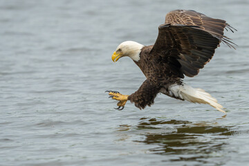 An American bald eagle flying down to catch a fish in a river