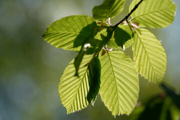 Close up of fresh green tree leaves backlit by bright sunlight highlighting the delicate structure veins and beauty of nature. Translucent foliage glows in the backlight.