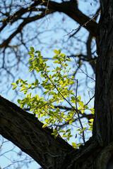 Fresh green spring leaves emerge against dark older tree branches and blue sky. Symbolizing spring awakening new life and the contrast between old and new in nature