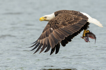 An American bald eagle with a fresh caught fish