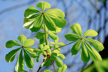 Fresh green horse chestnut leaves Aesculus hippocastanum unfurling on a branch in bright spring...