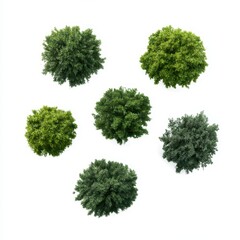 Arrangement of six green shrubbery plants on a plain white surface view