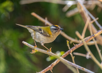 The firecrest, one of the smallest birds in European avifauna. At first glance, it appears as a generally plump bird, with greenish hues and a head adorned with a characteristic striped pattern.