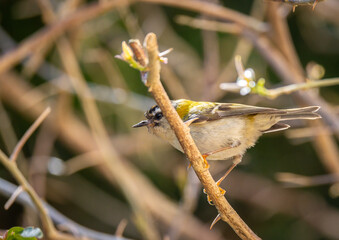 The firecrest, one of the smallest birds in European avifauna. At first glance, it appears as a generally plump bird, with greenish hues and a head adorned with a characteristic striped pattern.