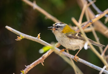 The firecrest, one of the smallest birds in European avifauna. At first glance, it appears as a generally plump bird, with greenish hues and a head adorned with a characteristic striped pattern.