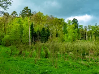 Photo sur Plexiglas Wiederaufforstung im Mischwald im Frühjahr