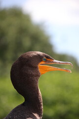 close up detailed cool bird