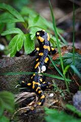 Lovely colourful amphibian Salamandra salamandra aka fire salamander in his habitat is hidden in foliage in springtime. Nature of Czech republic.