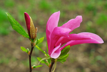 Pink magnolia flower and bud