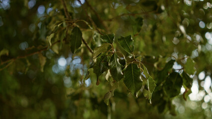 Green branches with lush leaves outdoors in mallorca with natural lighting highlighting tree foliage