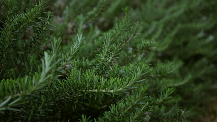 Lush green rosemary plants growing outdoors in mallorca, spain, showcasing vibrant needle-like leaves and natural growth in a mediterranean environment.