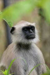 目を閉じたハヌマンラングール