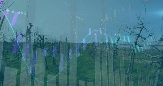 Financial charts getting overlaid over central row pruned vines lining grassy path in flat design
