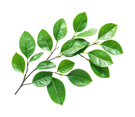 Lush green leaves branch nature botanical isolated on transparent background