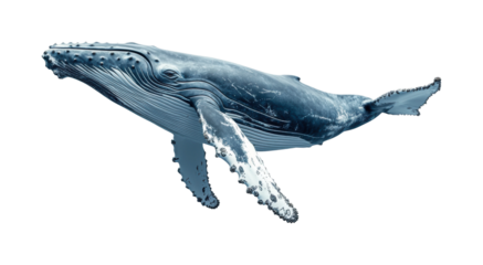 Humpback whale swimming in ocean nature underwater view isolated on transparent background