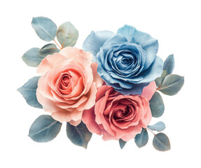 Captivating floral arrangement of pink and blue roses nature still life isolated on transparent background