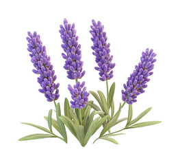 Fototapeta premium Lavender blooms in nature floral composition serenity isolated on transparent background
