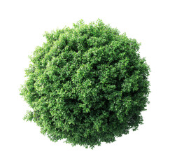 Obraz premium Lush green plant growth nature scene digital sphere top view environment isolated on transparent background